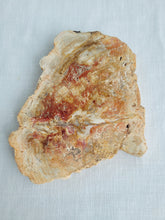 Load image into Gallery viewer, Petrified Wood Slab