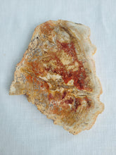 Load image into Gallery viewer, Petrified Wood Slab