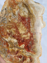 Load image into Gallery viewer, Petrified Wood Slab