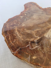 Load image into Gallery viewer, Petrified Wood Slab
