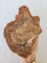 Load image into Gallery viewer, Petrified Wood Slab
