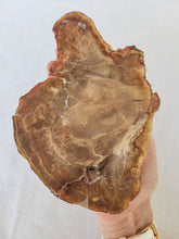 Load image into Gallery viewer, Petrified Wood Slab