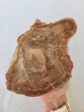 Load image into Gallery viewer, Petrified Wood Slab