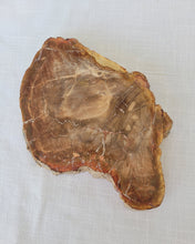 Load image into Gallery viewer, Petrified Wood Slab