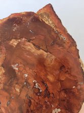 Load image into Gallery viewer, Petrified Wood Slab