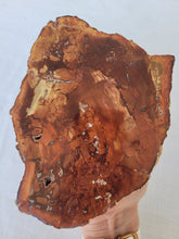 Load image into Gallery viewer, Petrified Wood Slab