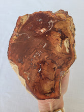 Load image into Gallery viewer, Petrified Wood Slab