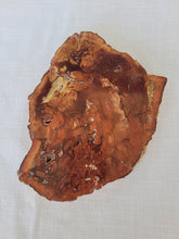 Load image into Gallery viewer, Petrified Wood Slab