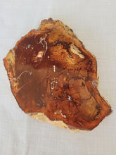 Load image into Gallery viewer, Petrified Wood Slab