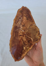 Load image into Gallery viewer, Petrified Wood Slab