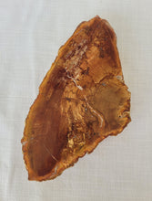 Load image into Gallery viewer, Petrified Wood Slab
