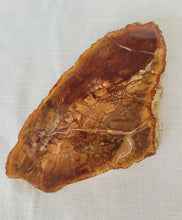 Load image into Gallery viewer, Petrified Wood Slab