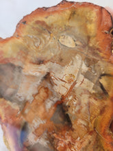 Load image into Gallery viewer, Petrified Wood Slab