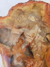 Load image into Gallery viewer, Petrified Wood Slab