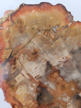 Load image into Gallery viewer, Petrified Wood Slab