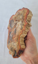 Load image into Gallery viewer, Petrified Wood Slab