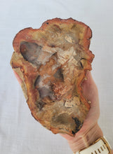 Load image into Gallery viewer, Petrified Wood Slab