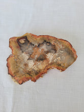 Load image into Gallery viewer, Petrified Wood Slab