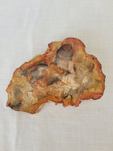Load image into Gallery viewer, Petrified Wood Slab