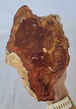 Load image into Gallery viewer, Petrified Wood Slab